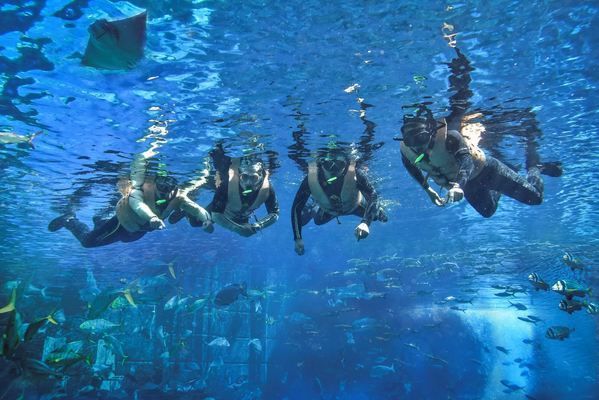 三亚水族馆门票价格（三亚水族馆优待政策详解三亚水族馆优待政策详情） 水族馆百科（水族馆加盟） 第2张