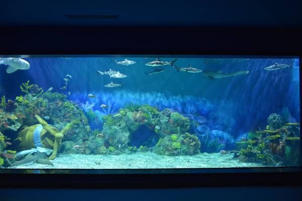 水族馆适合开到哪里去呢（商业街步行街或小区密集区开设水族馆的选址应考虑多个因素） 水族馆百科（水族馆加盟） 第1张