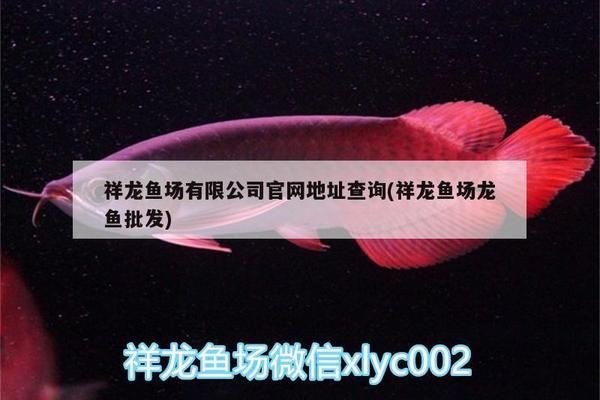 祥龙鱼场有限公司电话地址（广州水族论坛鱼场有限公司祥龙鱼场有限公司电话地址） 水族馆百科（水族馆加盟） 第1张