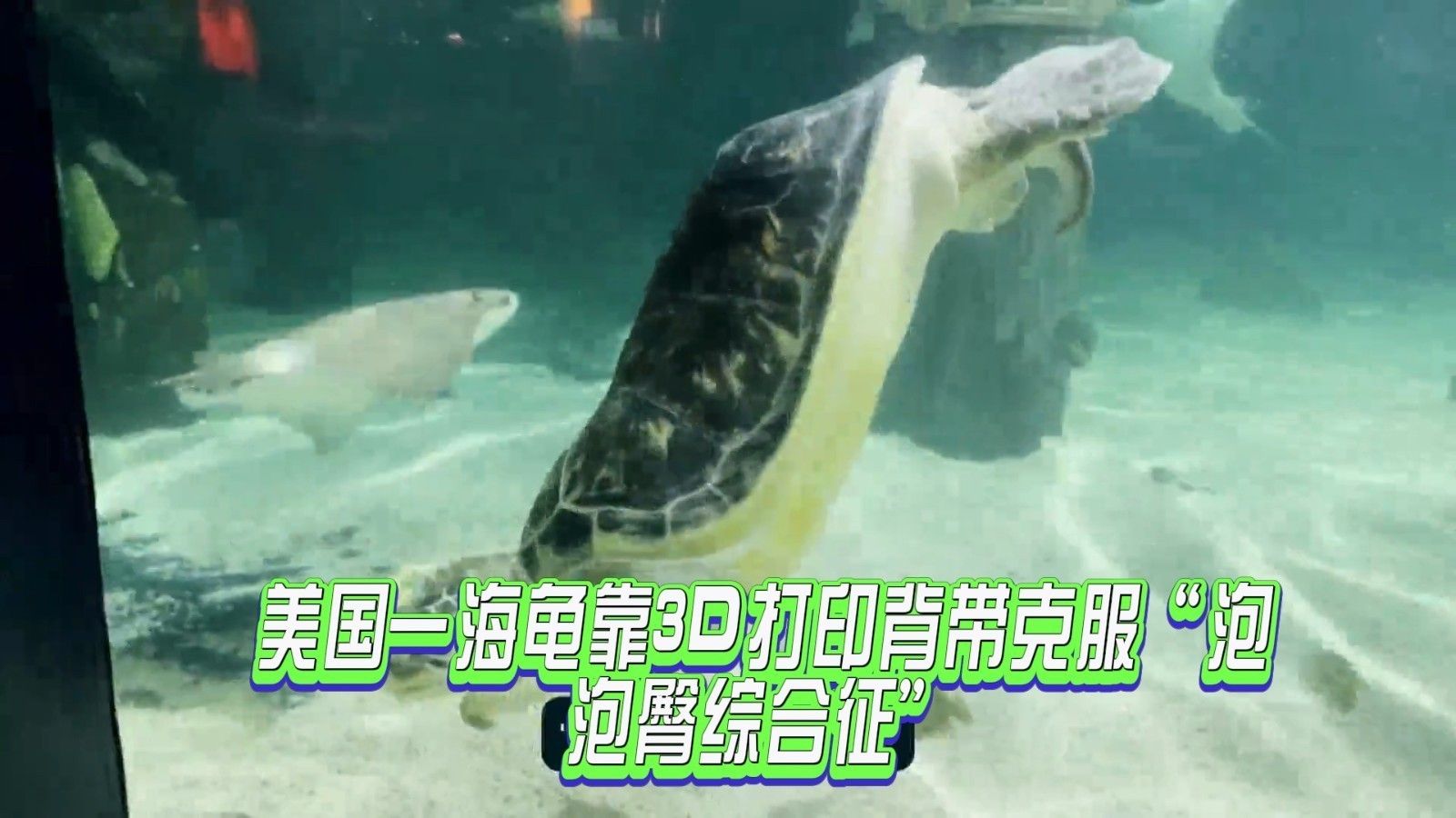 3d水族馆动态壁纸2019下载（3d水族馆动态壁纸2019） 水族馆百科（水族馆加盟） 第5张