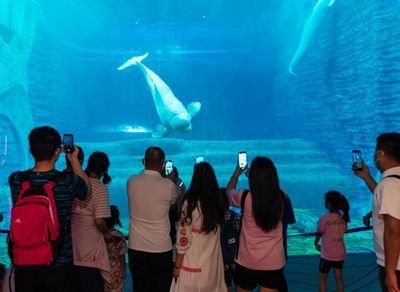 海南水族馆哪个好（三亚亚特兰蒂斯水族馆门票价格蜈支洲岛海洋馆特色活动介绍） 水族馆百科（水族馆加盟） 第3张