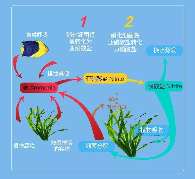 金龙鱼和菠萝鱼混养吗（混养金龙鱼和菠萝鱼的注意事项） 水族问答 第1张