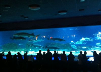 水族馆价格表（上海海洋水族馆价格表） 水族馆百科（水族馆加盟） 第5张