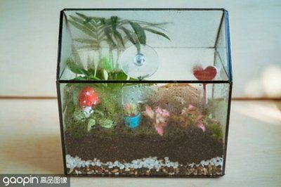 银龙鱼怎样繁殖（如何确保银龙鱼的繁殖成功率？） 水族问答