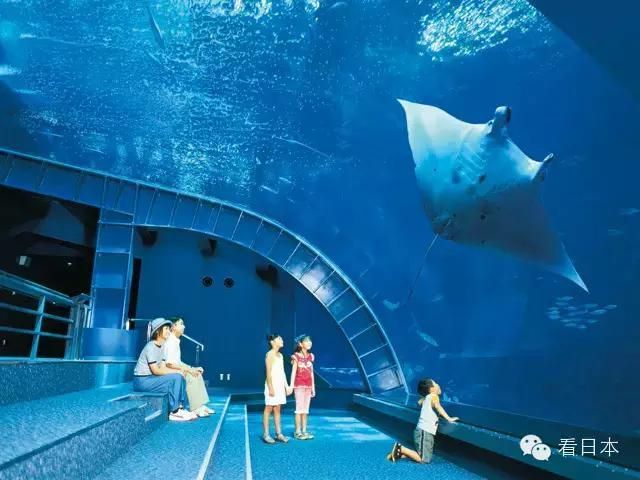 国内好的水族馆（中国国内部分优秀的水族馆） 水族馆百科（水族馆加盟） 第5张