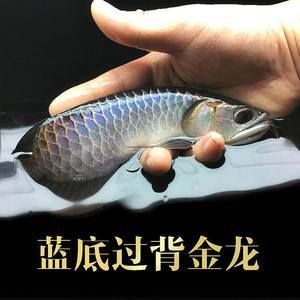 金龙鱼幼苗什么地方有卖的啊（水族馆金龙鱼幼苗品种介绍水族馆金龙鱼幼苗品种介绍）