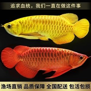 金龙鱼幼苗什么地方有卖的啊（水族馆金龙鱼幼苗品种介绍水族馆金龙鱼幼苗品种介绍） 龙鱼百科 第4张