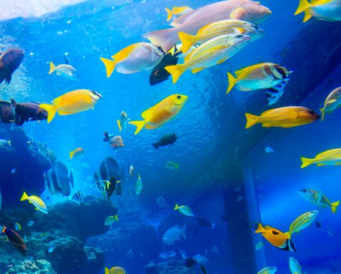 水族馆开店流程及费用表格图片（水族馆开店流程及费用表格） 水族馆百科（水族馆加盟） 第3张