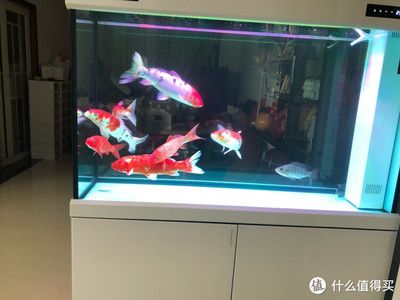 可丽爱鱼缸为什么那么贵（可丽爱鱼缸与其他品牌的对比）