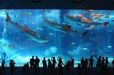 中国最值得去的水族馆（中国最值得一去的水族馆——北京海洋馆）