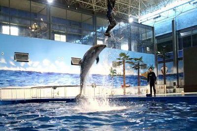 水族馆推荐地方（上海海洋水族馆特色活动,coex水族馆特色活动） 水族馆百科（水族馆加盟） 第5张