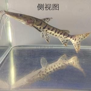 水族馆专家如何辨别月光鸭嘴鱼性别（月光鸭嘴鱼性别鉴定新技术） 水族馆百科（水族馆加盟） 第3张