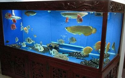 鱼缸10大品牌（水族箱十大品牌）