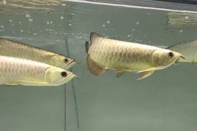 水族馆卖鱼缸吗（水族馆会卖鱼缸吗） 水族馆百科（水族馆加盟） 第4张