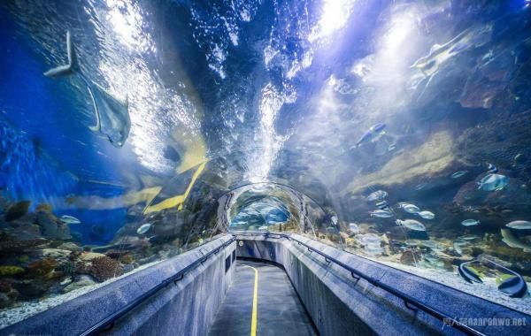 水族馆面积（世界十大水族馆排名更新水族馆面积与生物多样性之间的关系）