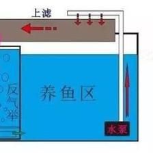 鱼缸出水口最佳方向 鱼缸百科 第4张