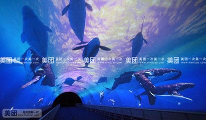 水族馆门票多少钱一张（上海海洋水族馆门票价格） 水族馆百科（水族馆加盟） 第4张