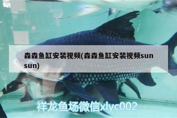 森森鱼缸1200安装视频 鱼缸百科 第2张