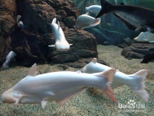 夜间水族馆参观须知事项（夜间水族馆参观须知）