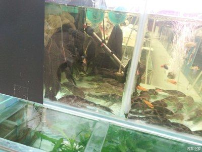 水族馆一般卖什么（水族馆一般销售商品）