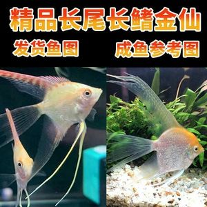 水族馆一般卖什么（水族馆一般销售商品） 水族馆百科（水族馆加盟） 第5张