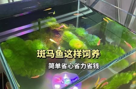 哪种雷龙鱼耐高温 水族问答 第1张