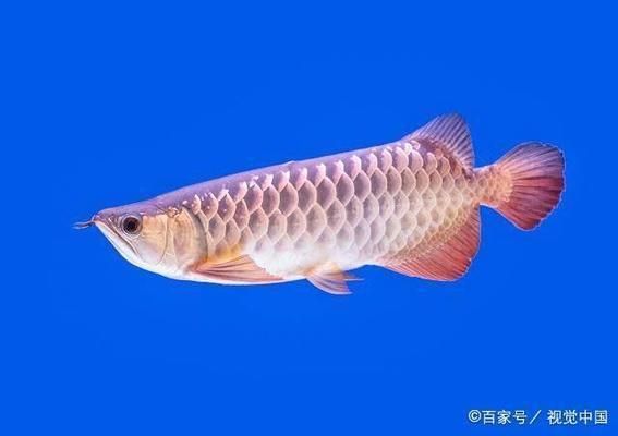 惠州龙鱼批发市场地址 水族问答