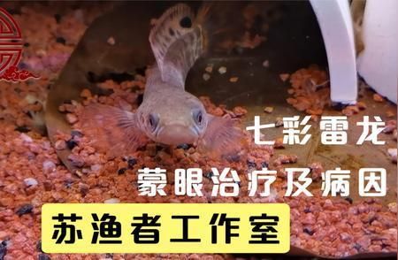 龙鱼缸什么牌子最好最安全（龙鱼缸哪个品牌的过滤系统最高效？） 水族问答 第2张