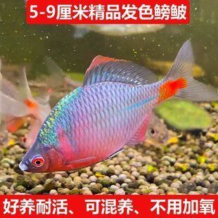 旁皮鱼缸视频（关于旁皮鱼缸的视频详情） 鱼缸百科 第5张