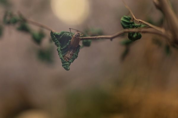 闽江鱼缸售后电话维修（闽江鱼缸售后服务电话维修） 鱼缸百科 第4张