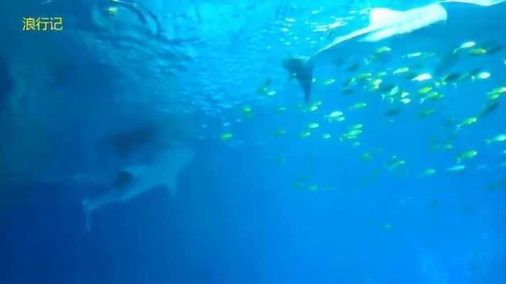 长隆有水族馆吗（探索长隆海洋王国的水族馆） 水族馆百科（水族馆加盟） 第4张