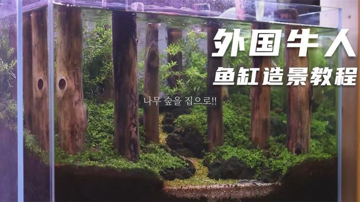 国外鱼缸造景视频（亚马逊河鱼缸造景教程） 鱼缸百科 第4张