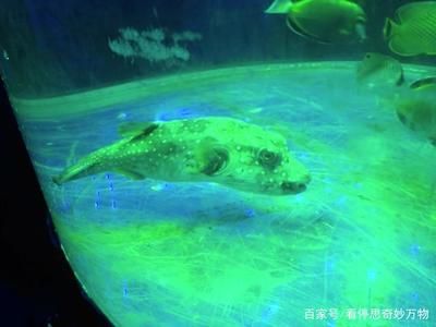 曼龙鱼是哪里的（关于曼龙鱼的问题） 水族问答 第1张