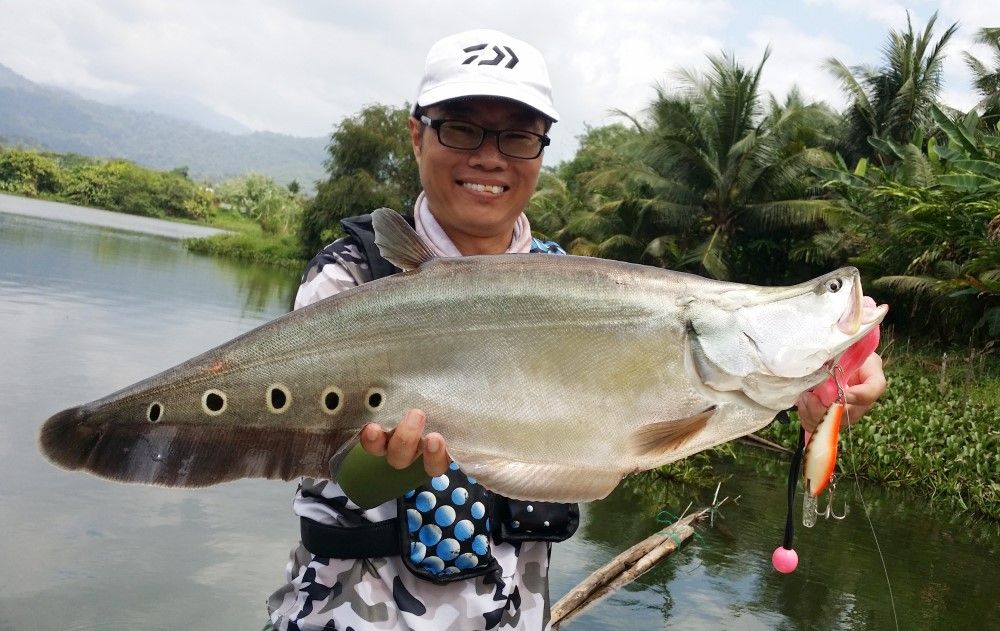 银龙鱼吃生鱼肉吗（银龙鱼吃生鱼肉会不会有健康风险？） 水族问答 第1张