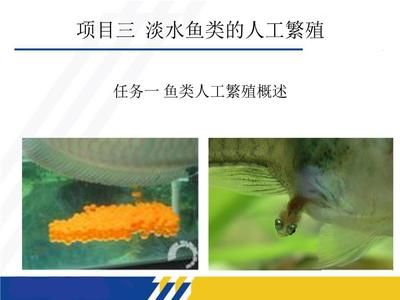 龙鱼不开口吃东西（为什么龙鱼不开口吃东西？） 水族问答 第1张