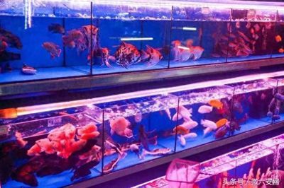 广州水族批发市场（广州水族用品市场）