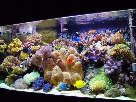 水族馆店铺装修效果图（水族馆装修效果图） 水族馆百科（水族馆加盟） 第4张