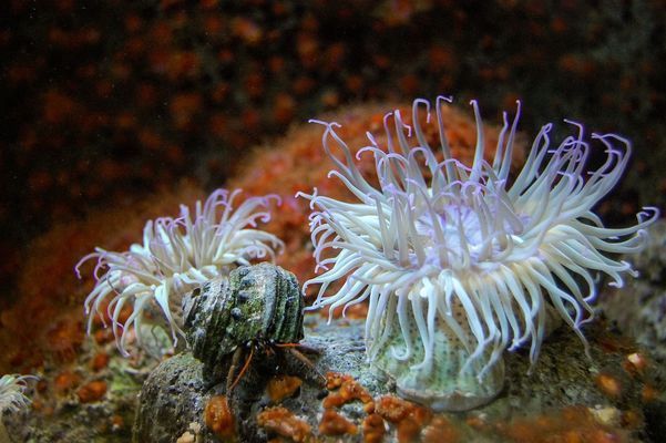 水族馆装修图片大全（水族馆装修图片大全展示多种风格和设计的水族馆） 水族馆百科（水族馆加盟） 第3张