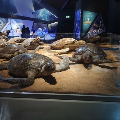 水族馆大小（上海海洋水族馆特色展览介绍：上海海洋水族馆游客体验） 水族馆百科（水族馆加盟） 第1张