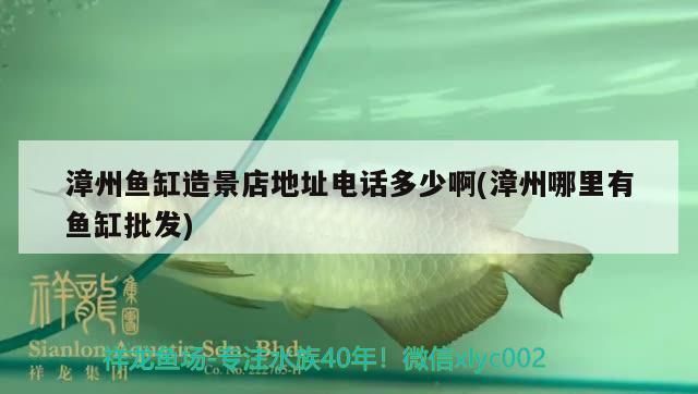 漳州鱼缸批发市场（漳州鱼缸批发市场在哪里有卖的） 全国观赏鱼市场 第3张