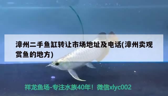 漳州鱼缸批发市场（漳州鱼缸批发市场在哪里有卖的） 全国观赏鱼市场 第1张