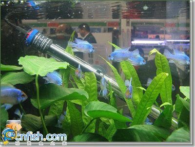 水族馆加热棒怎么使用（水族馆加热棒的使用方式） 水族馆百科（水族馆加盟） 第3张