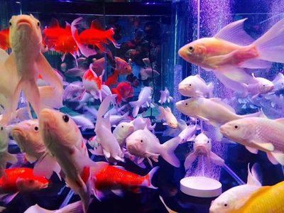 水族馆加热棒怎么使用（水族馆加热棒的使用方式） 水族馆百科（水族馆加盟） 第5张