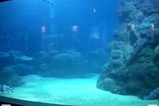 水族馆加热棒怎么使用（水族馆加热棒的使用方式） 水族馆百科（水族馆加盟） 第4张