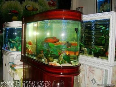 永州水族馆（建达·云峰国际周边环境怎么样建达·云峰国际周边环境怎么样） 全国观赏鱼市场 第3张