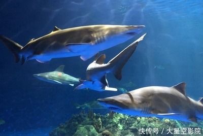 一家水族馆一年成本多少（一家水族馆一年的运营成本会受到多种因素的影响） 水族馆百科（水族馆加盟） 第4张