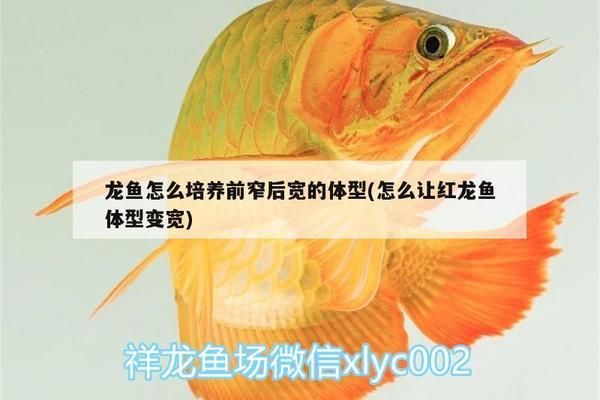 龙鱼怎么培养前窄后宽的体型（培养前窄后宽体龙鱼体型的几种方法，培养出理想的龙鱼体型） 龙鱼百科 第2张