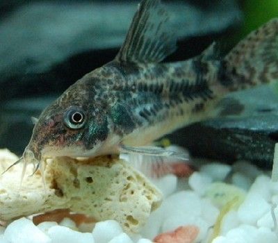 水族馆卖什么鱼赚钱（水族馆卖什么鱼赚钱水族箱鱼缸销售技巧） 水族馆百科（水族馆加盟） 第3张