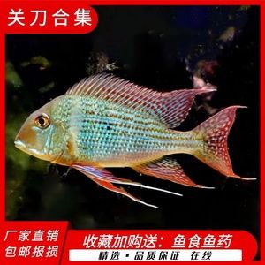 客厅摆金龙鱼好吗视频（客厅摆放金龙鱼是否适宜？） 水族问答