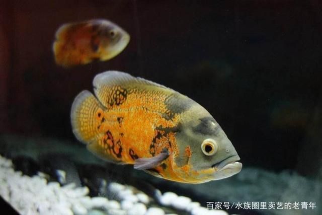 60公分的鱼缸可以养银龙鱼吗（60公分的银龙鱼适合养吗？） 水族问答